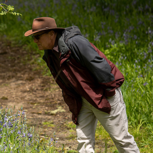 Professor Bill Fleeger inspecting the camas in Cozine Creek