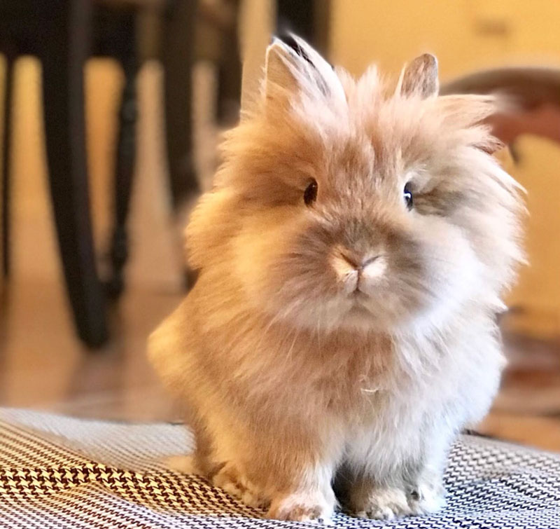 mini Lionhead Rabbit Emery