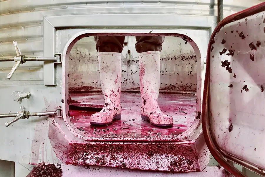 boots covered in grape residue from the winemaking process.