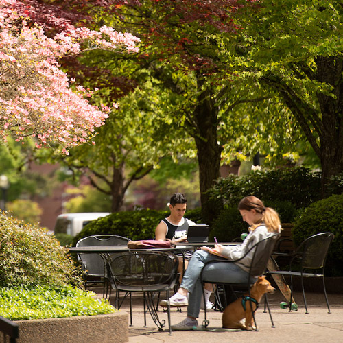 students studying on the lawn