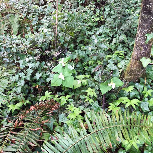 native flowers and foliage in Cozine Creek