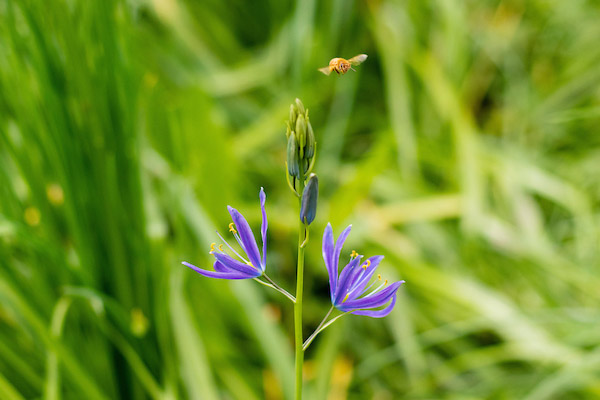 Bee next to a camas flower