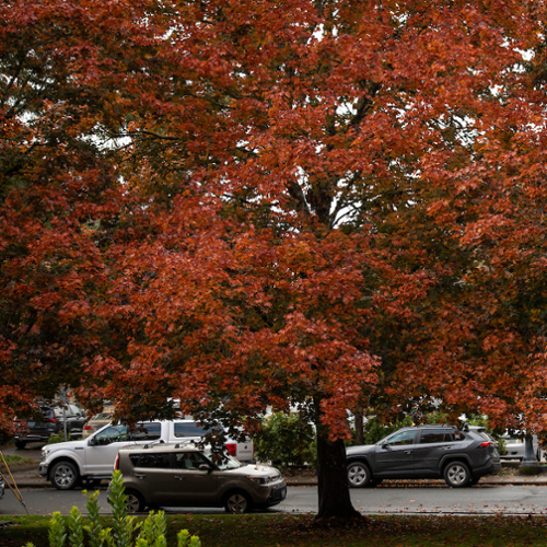 Employee parking lot in McMinnville