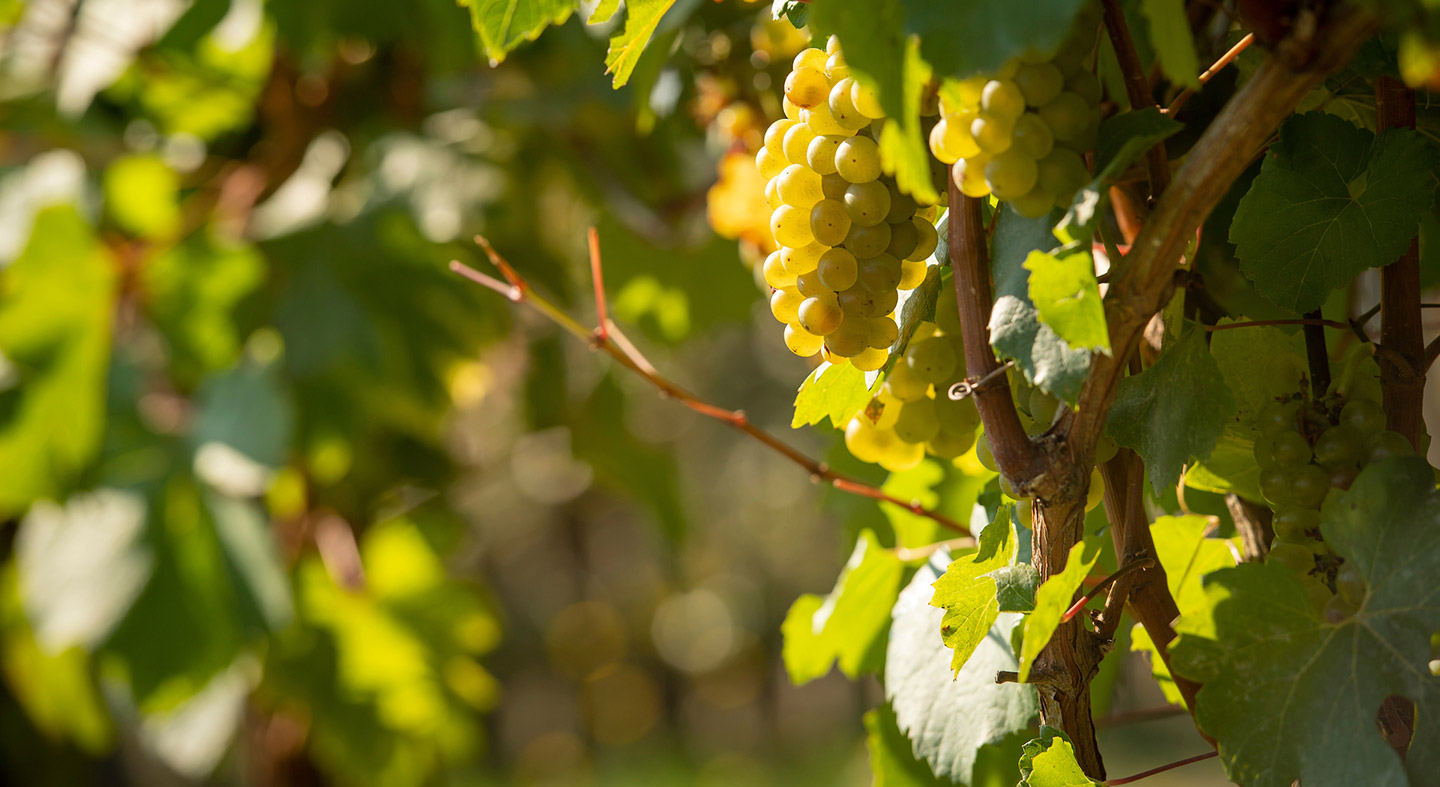 grapes on a vine in the sunlight