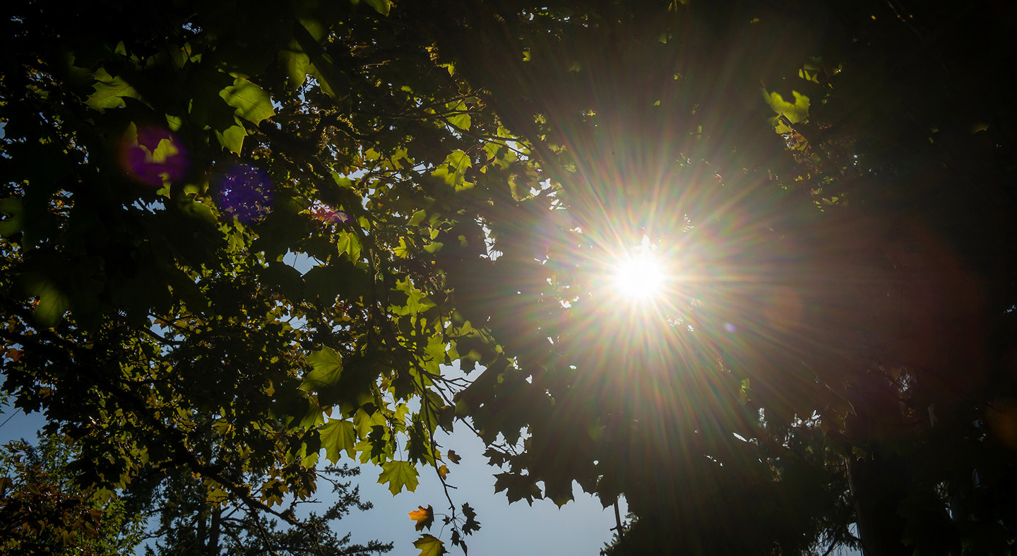 Sun shining through the trees in the academic quad